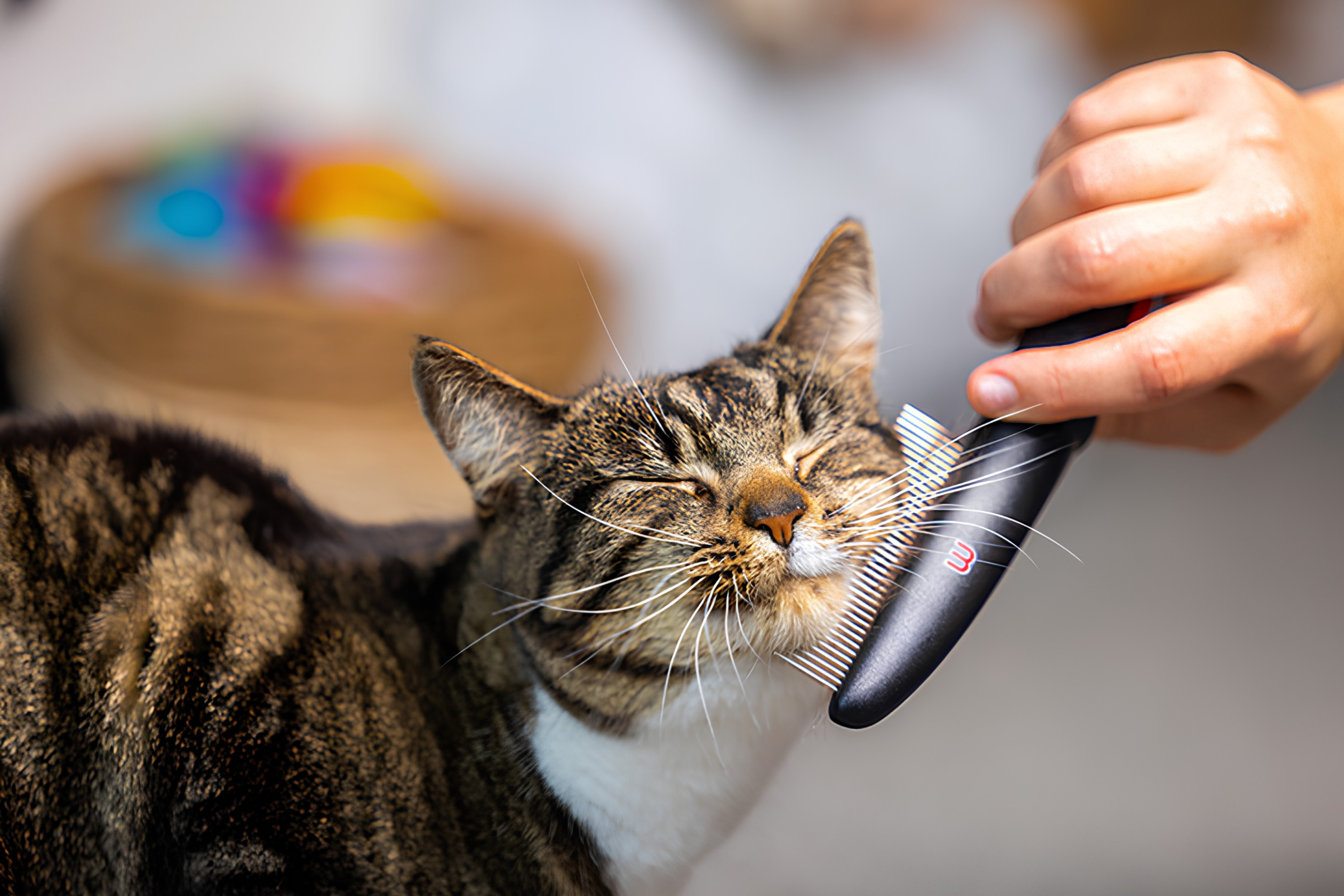 Simple Grooming for Happier Pets